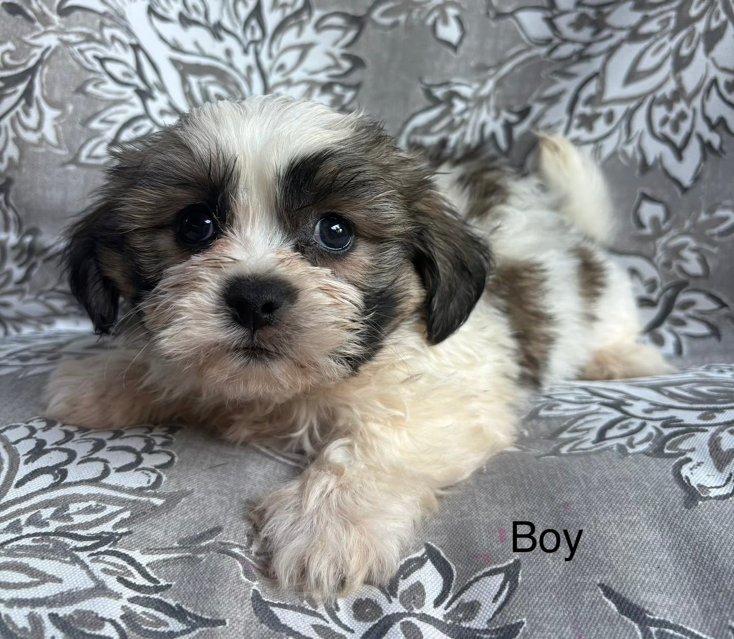 Male teddy bear (Shih Tzu/bichon)