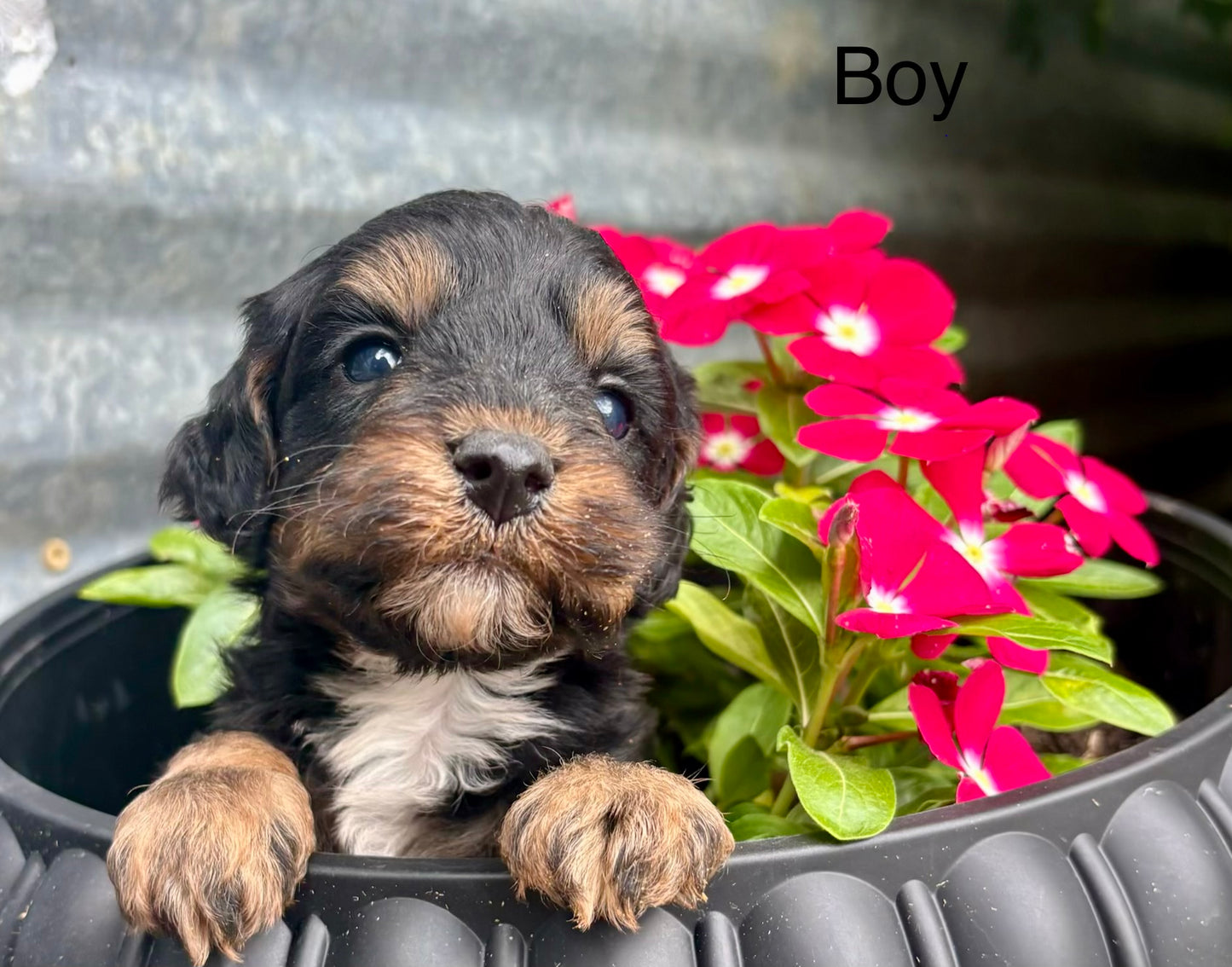 Male schnoodle (schnauzer/poodle)