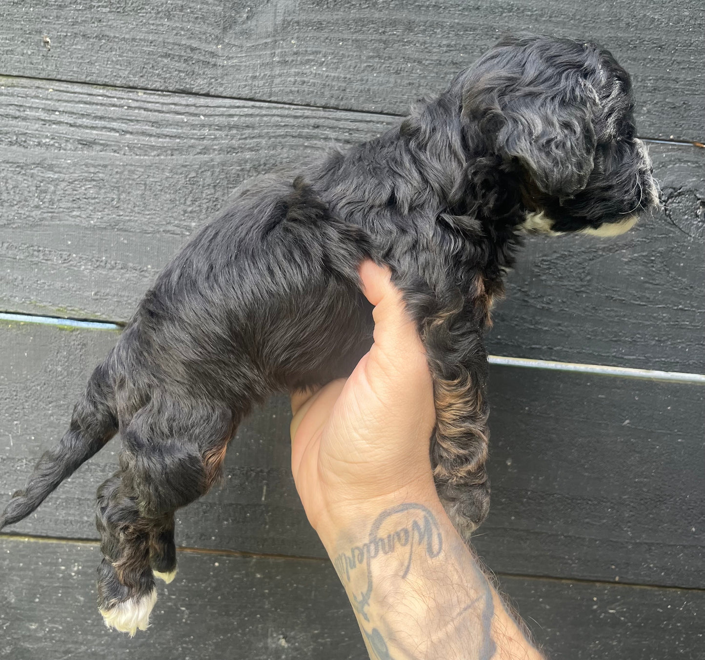 Female cavapoo (king Charles cavalier/poodle)