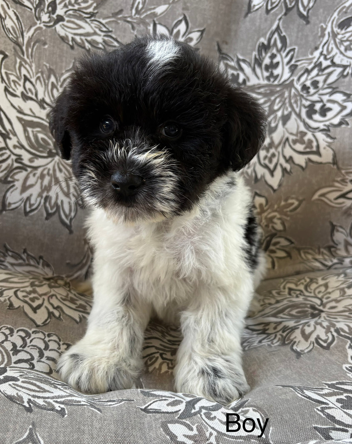 Male miniature schnauzer
