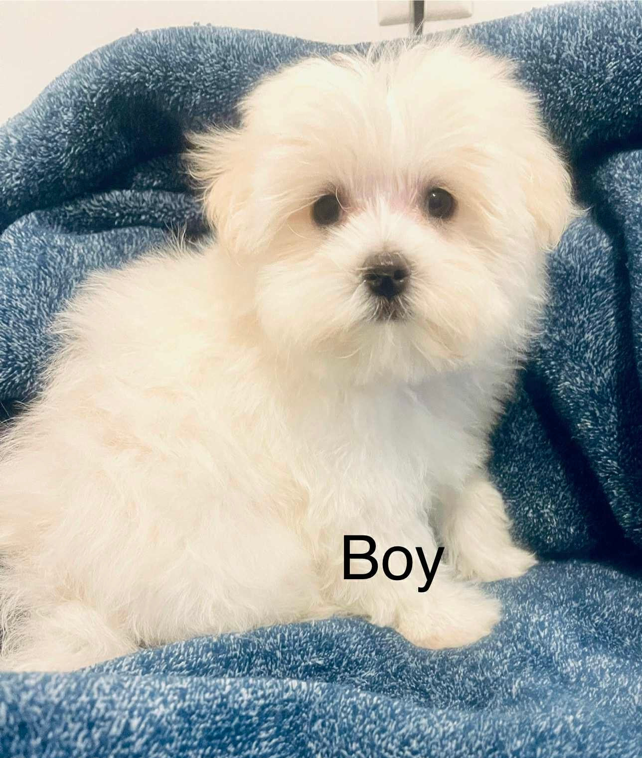 Male Maltese