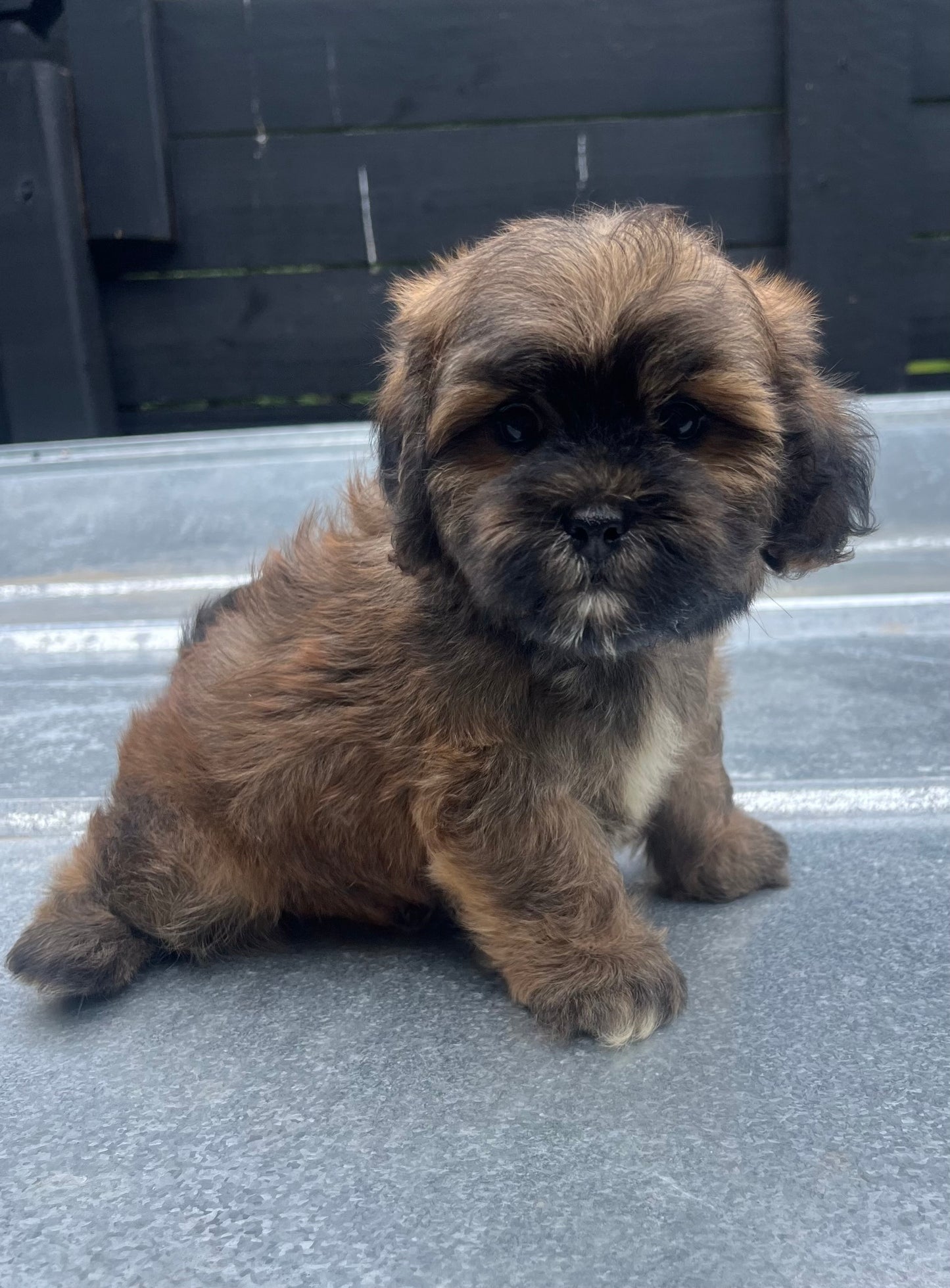 Male havapoo (Havanese/poodle)