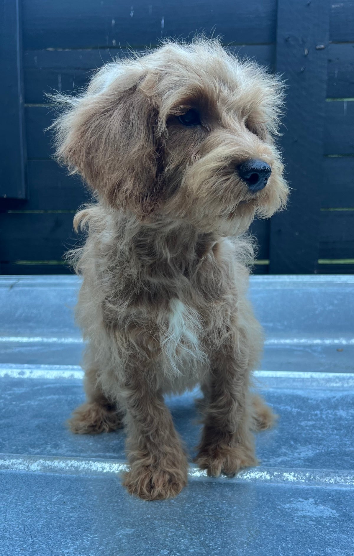 Male schnoodle (schnauzer/poodle)