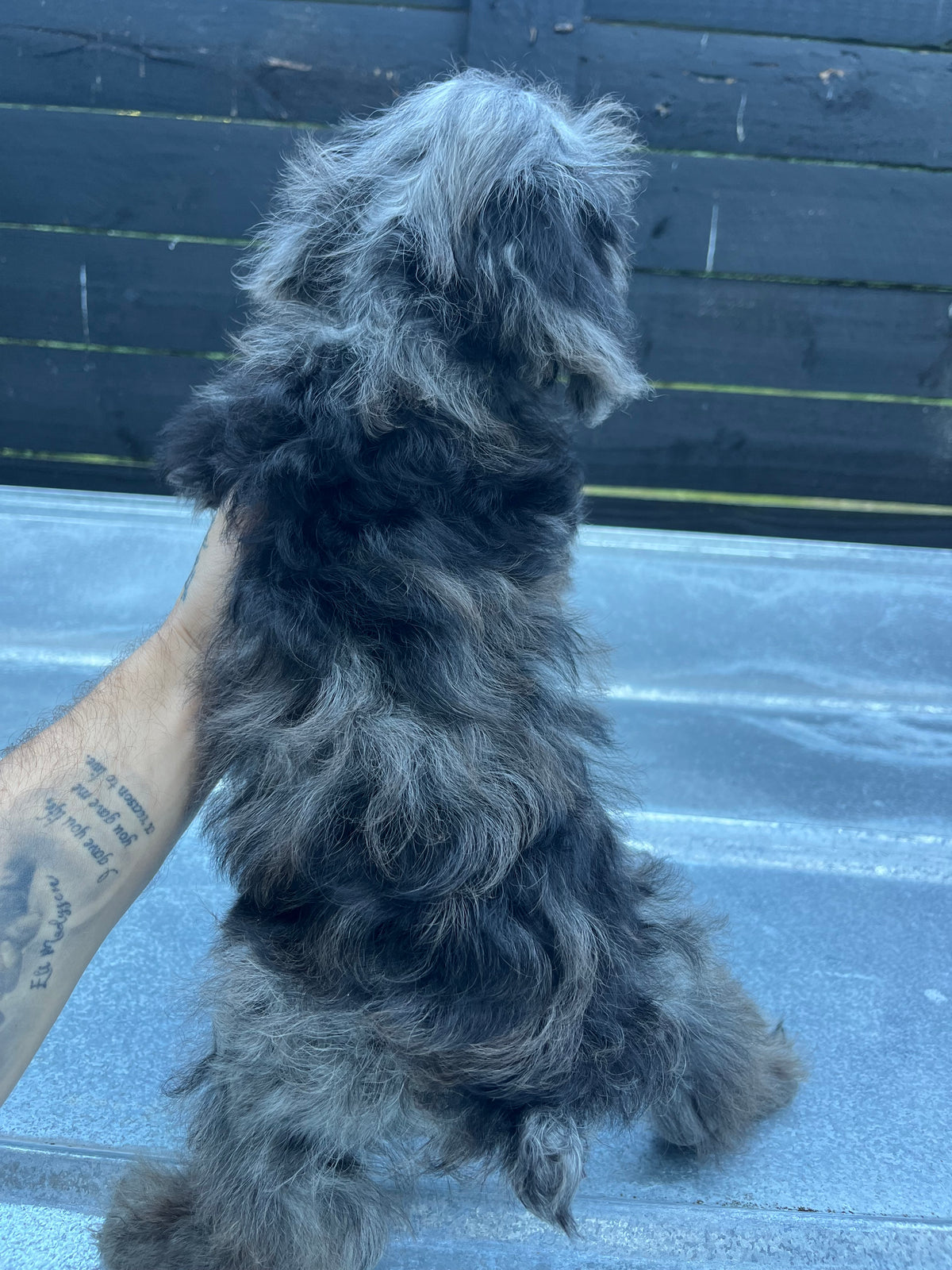 Male schnoodle (schnauzer/poodle) double blue eyes