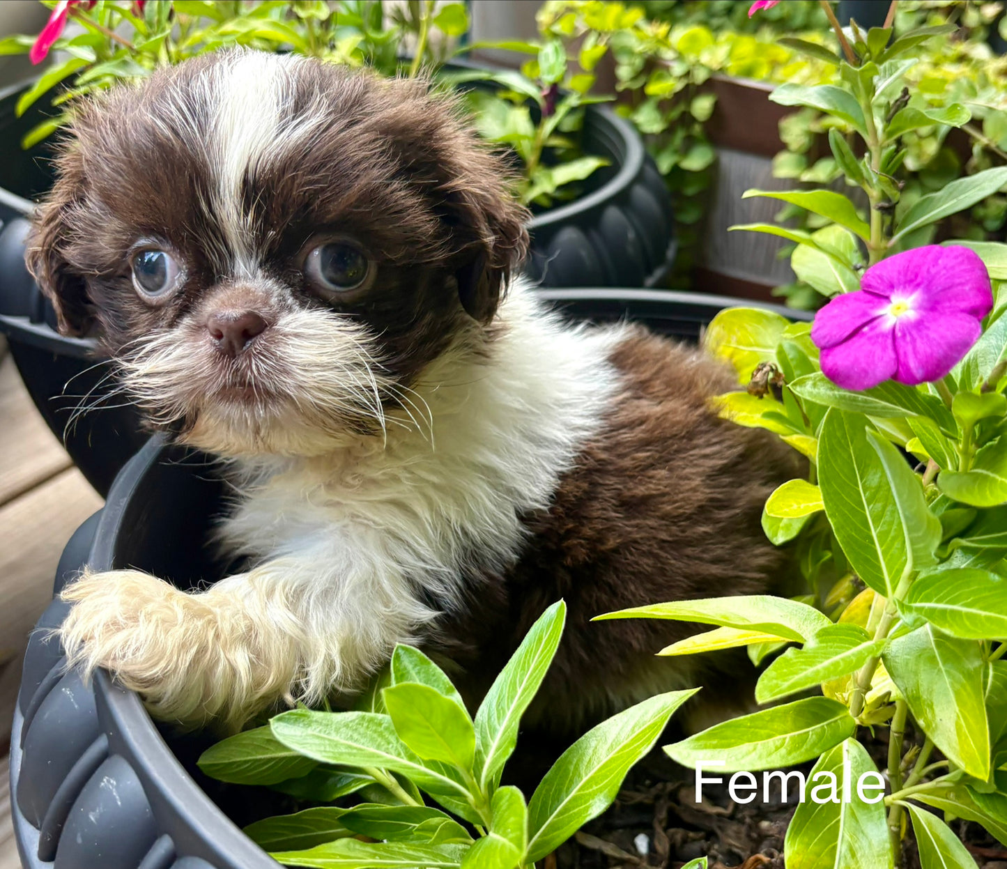 Female Shih Tzu