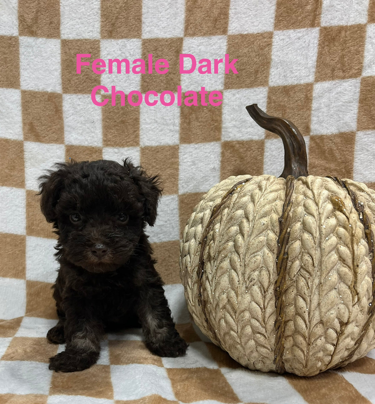 Female chocolate schnoodle (schnauzer/poodle)