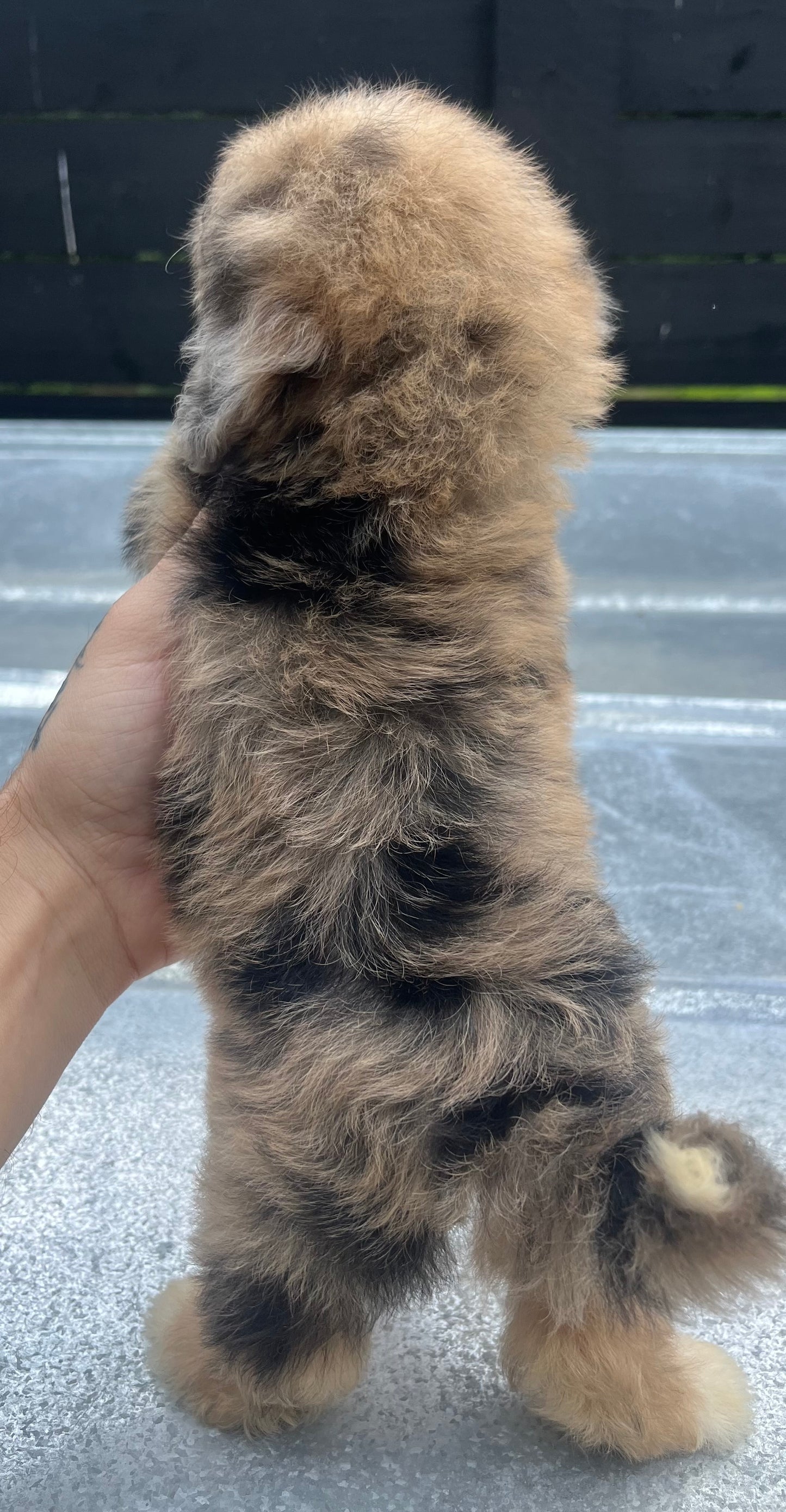 Female Merle havapoo (Havanese/poodle)