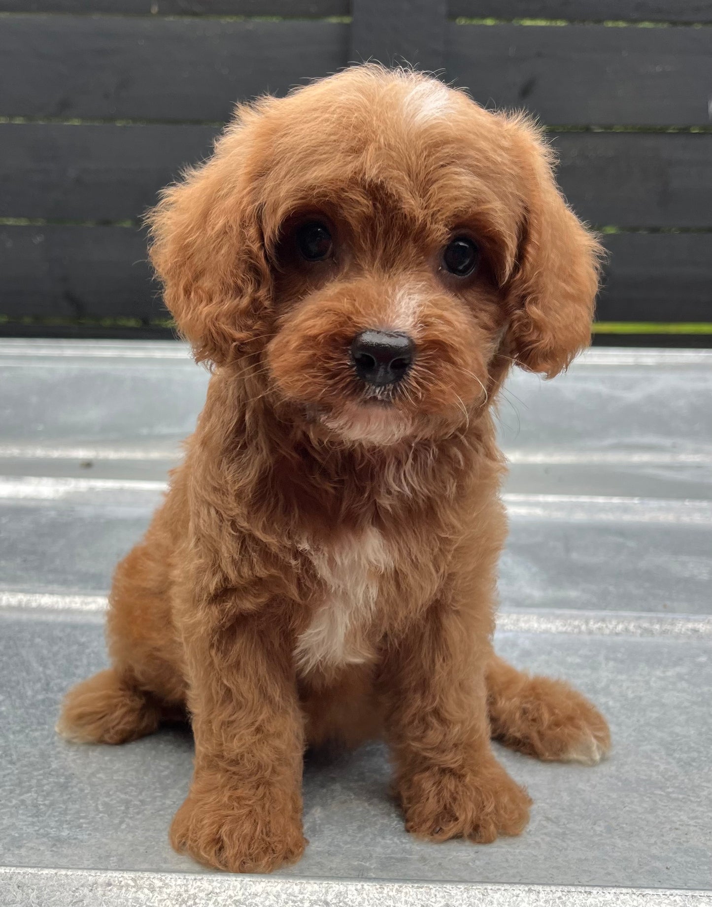 Male cavapoo (King Charles cavalier/poodle)