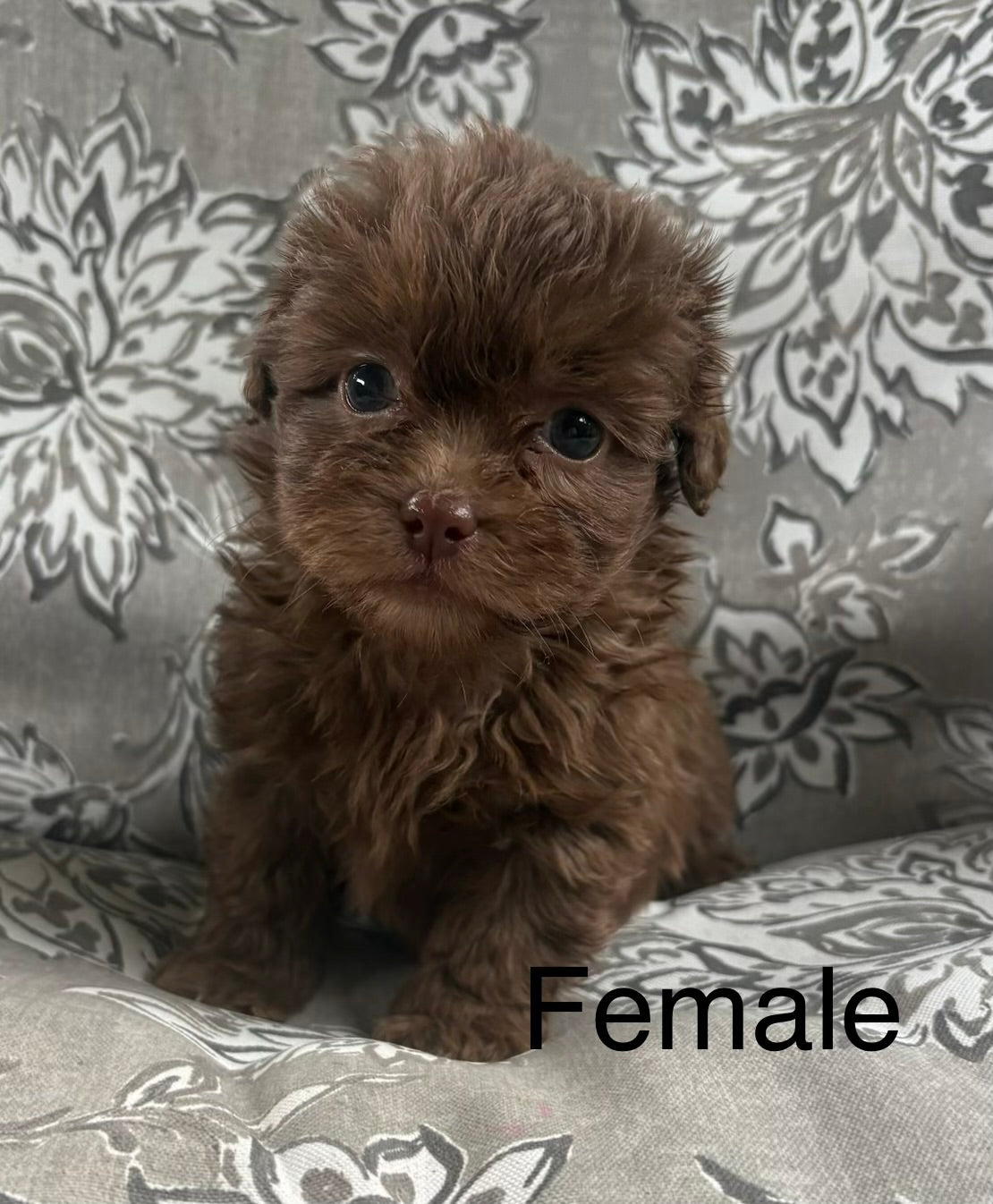 Female shih poo (Shih Tzu/poodle)