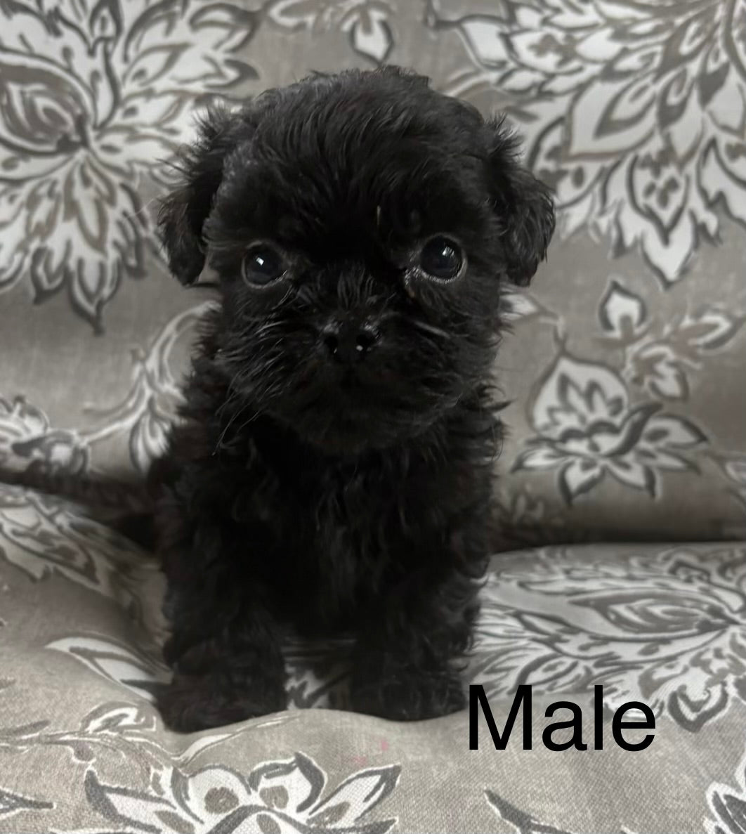 Male shih poo (Shih Tzu/poodle)