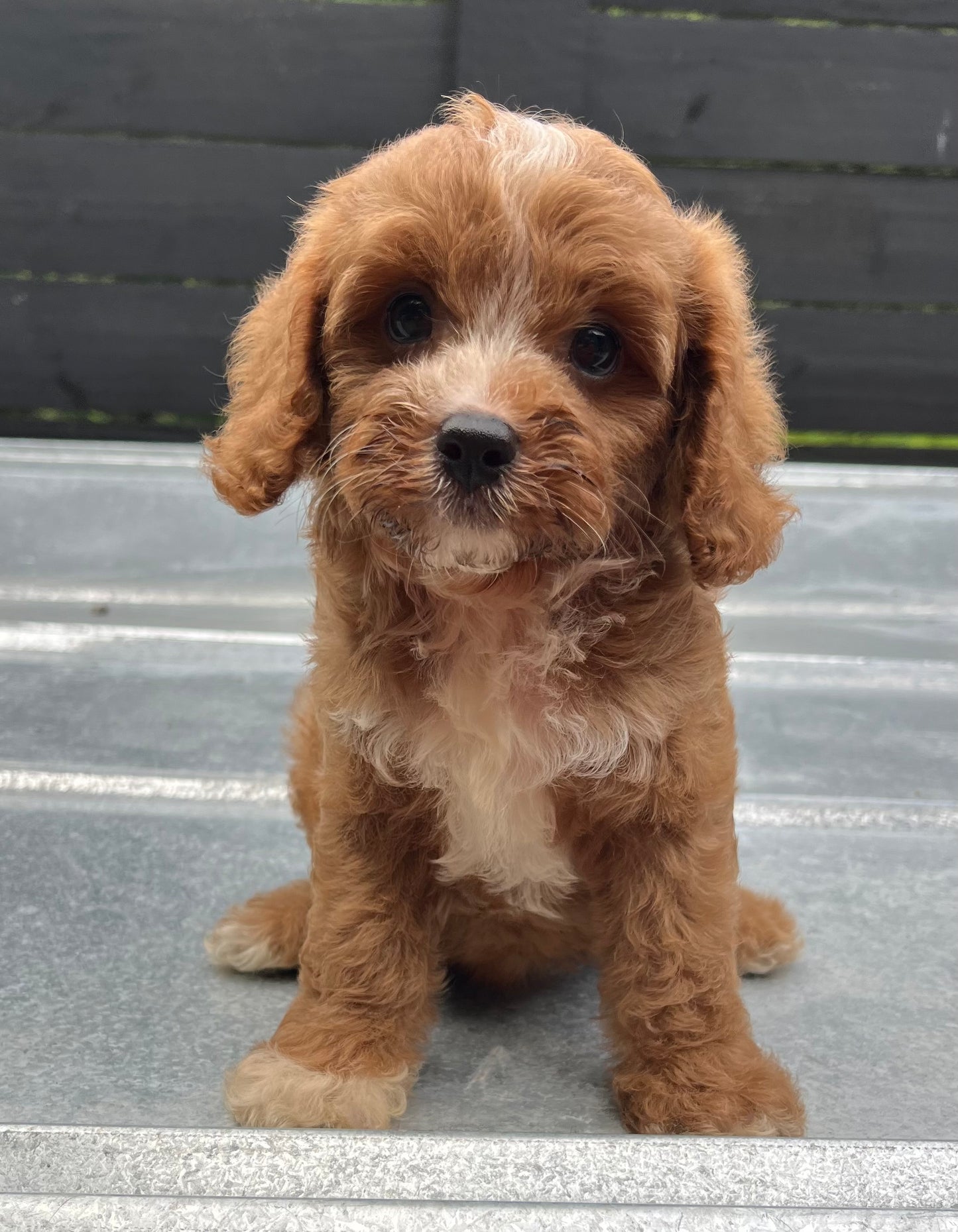 Male cavapoo (King Charles cavalier/poodle)