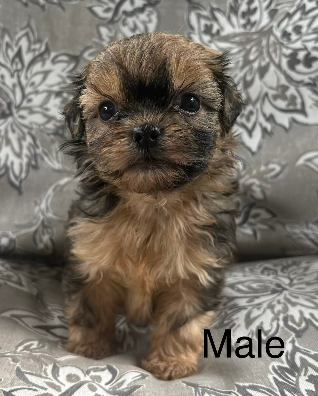 Male shih poo (Shih Tzu/poodle)