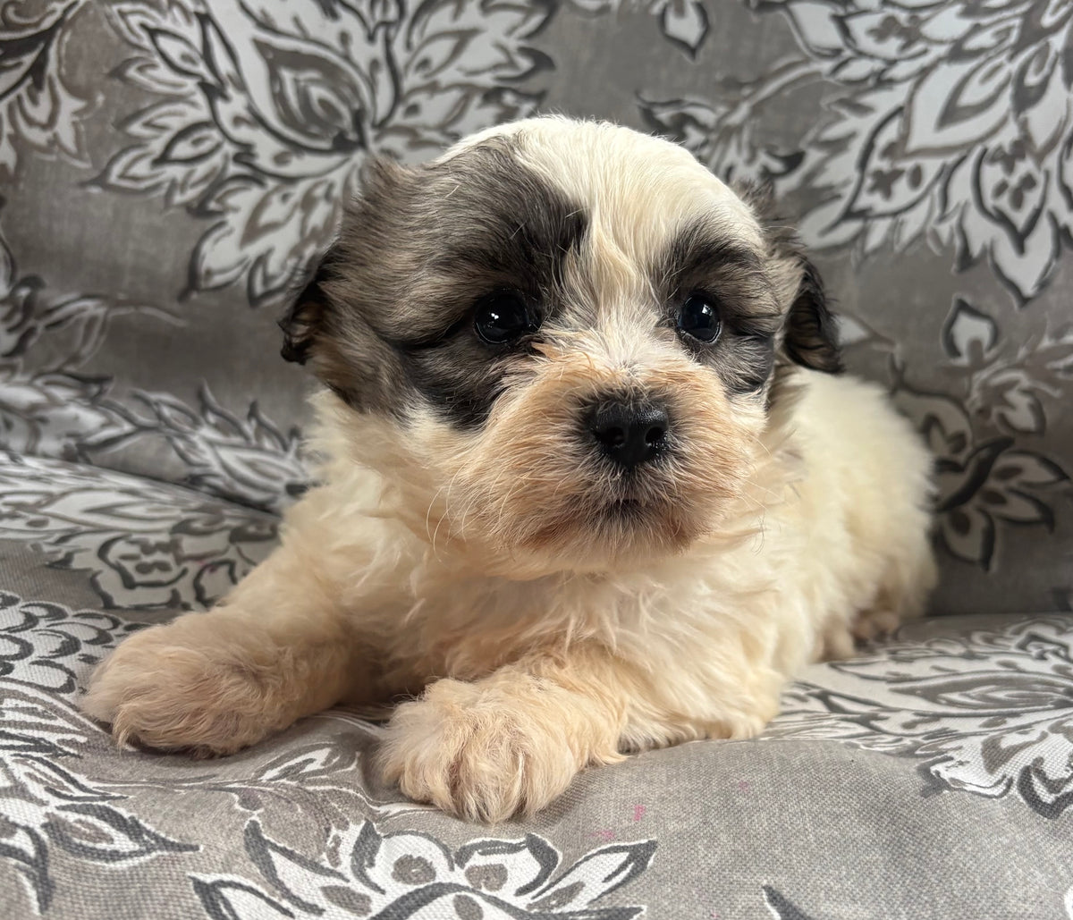 Female teddy bear (Shih Tzu/bichon)