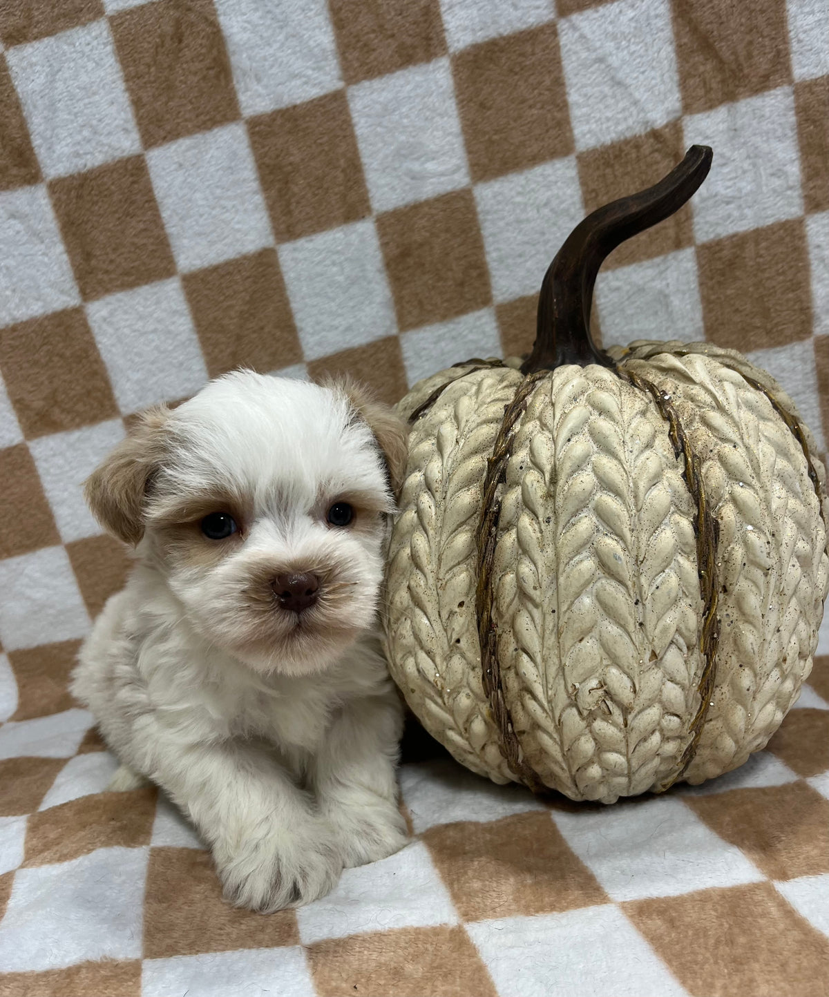 Male red parti miniature schnauzer