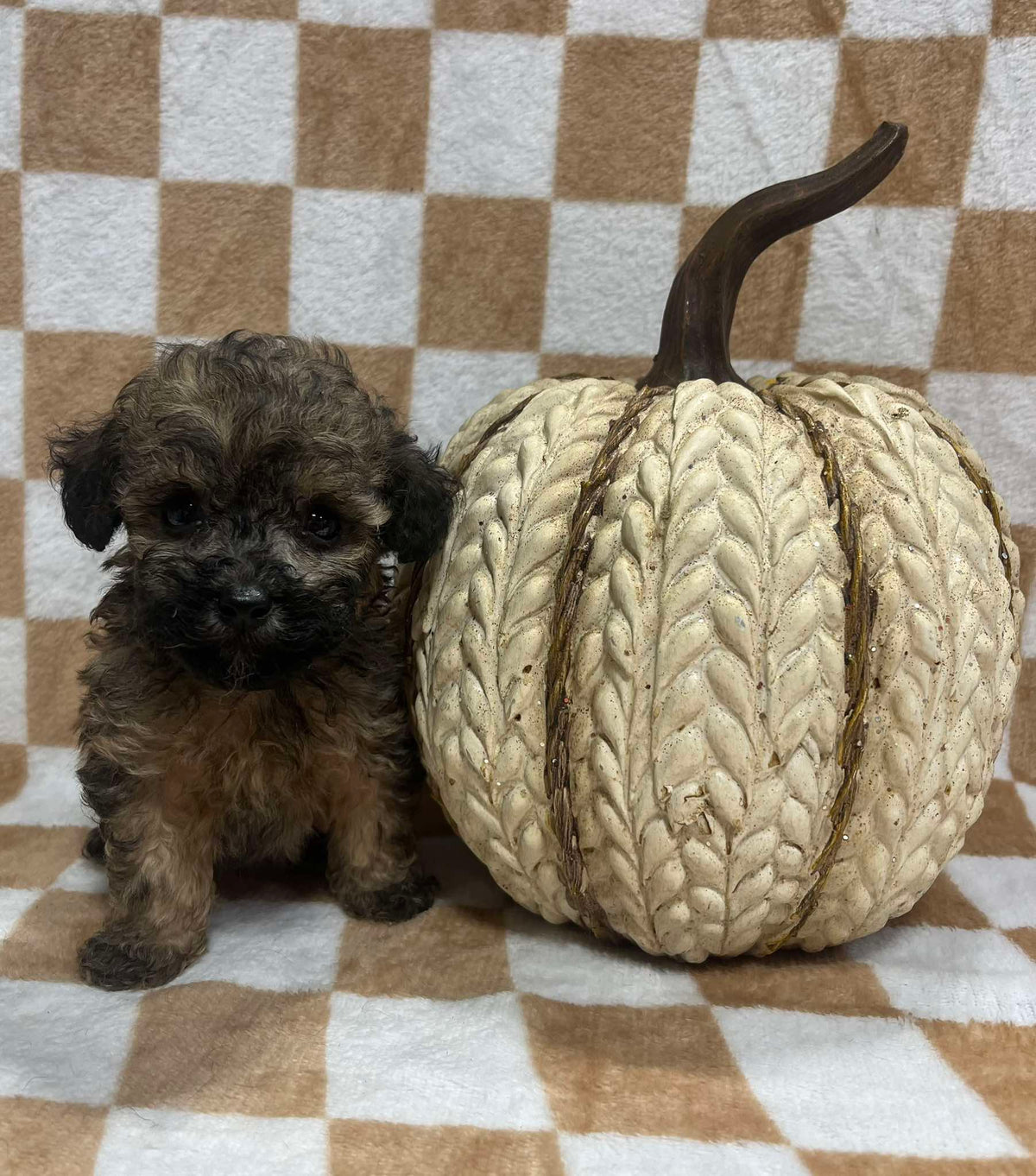 Male toy poodle