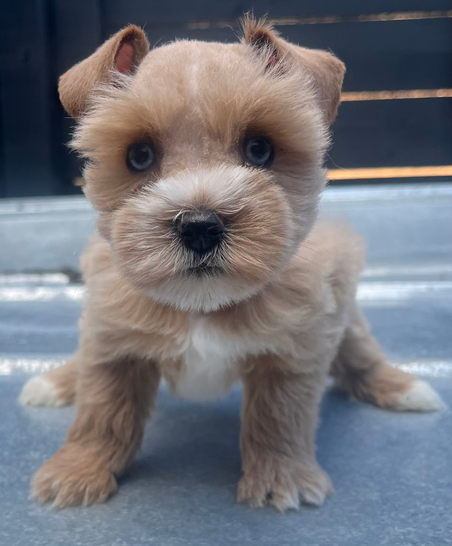 Female red miniature poodle (double blue eyes)
