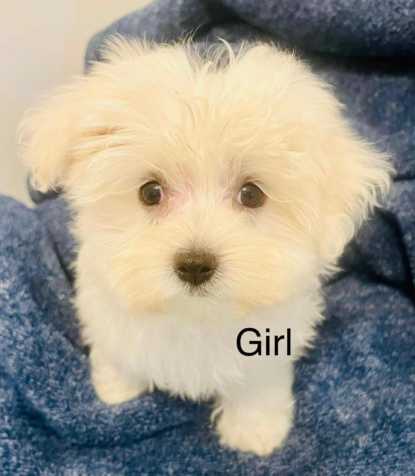 Female Maltese