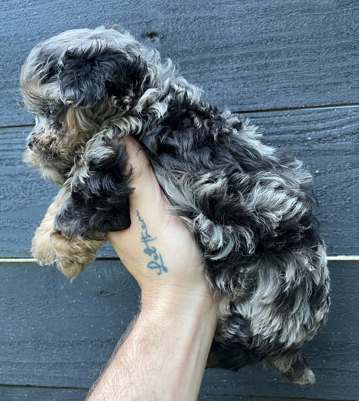 Female shih poo (Shih Tzu/poodle)