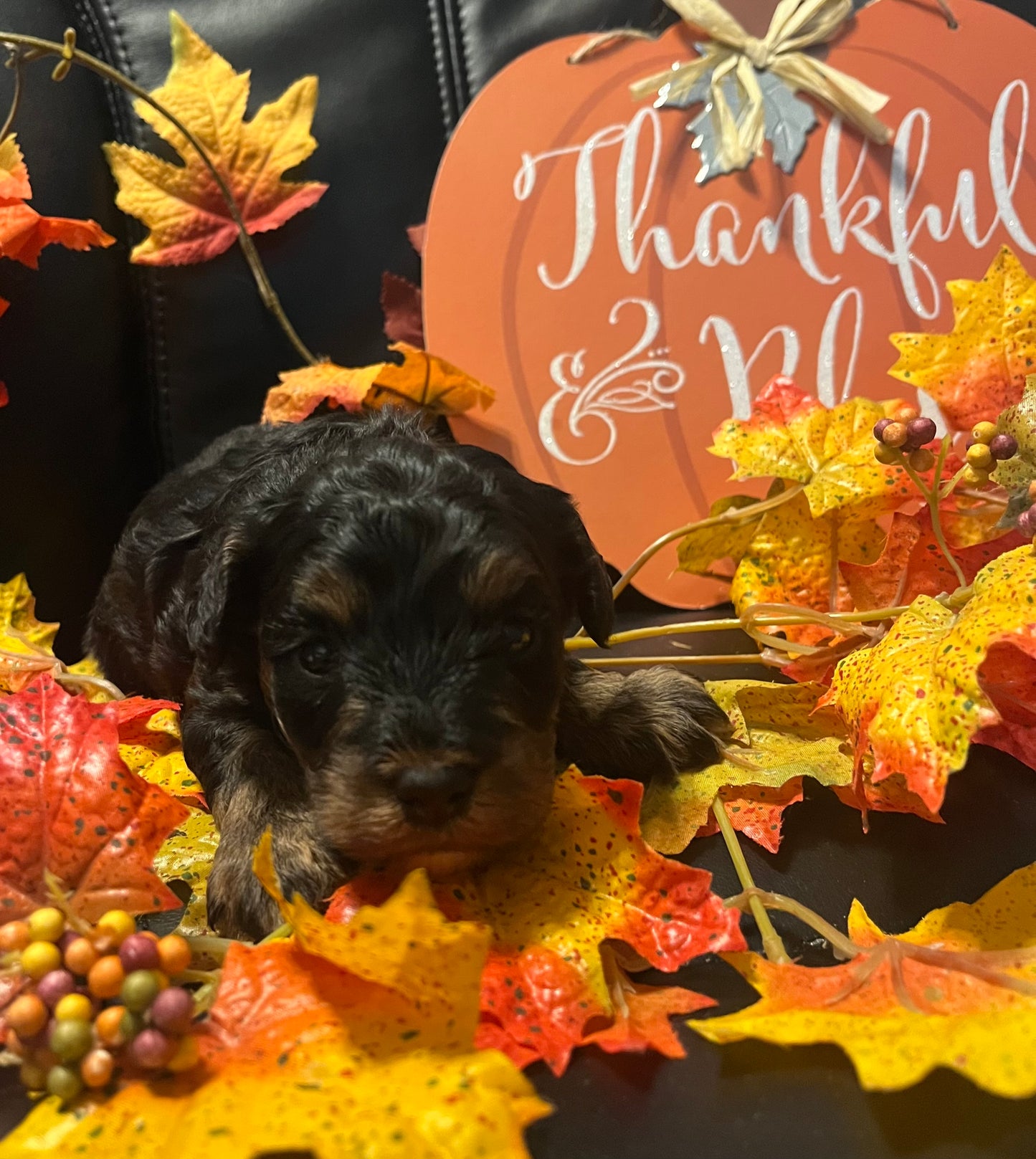 Female schnoodle (schnauzer/poodle)