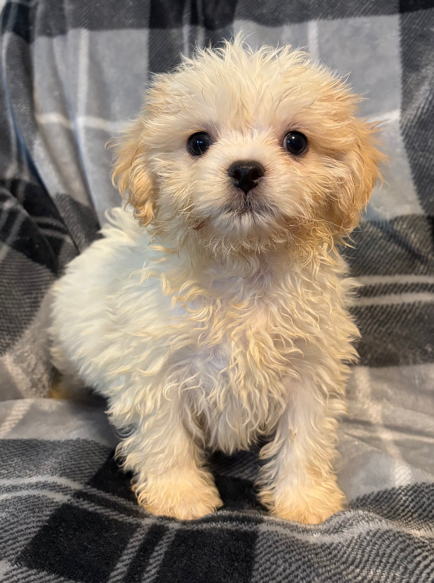 Male teddy bear (shih tzu/bichon)