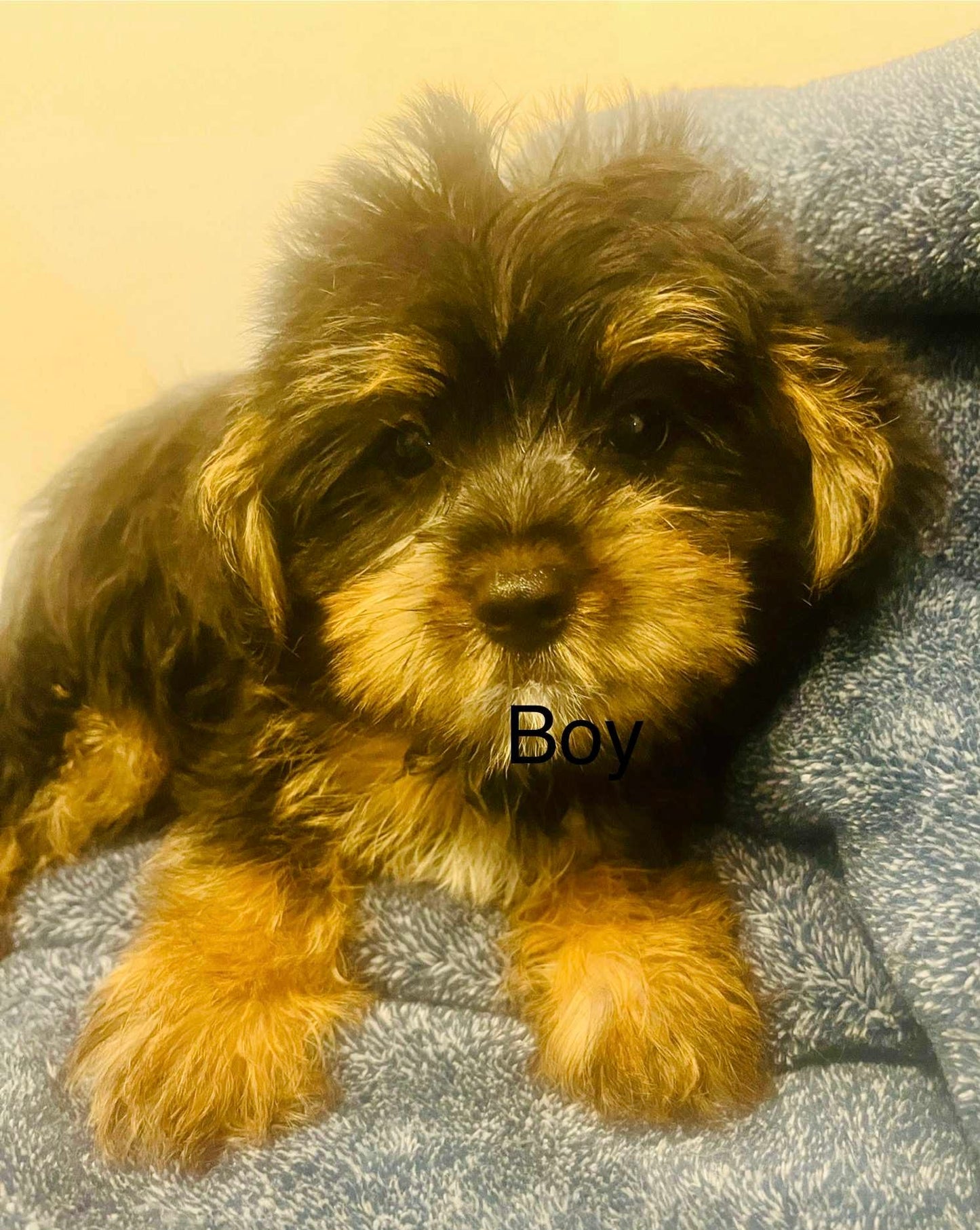 Male yorkie poo (yorkie/poodle)