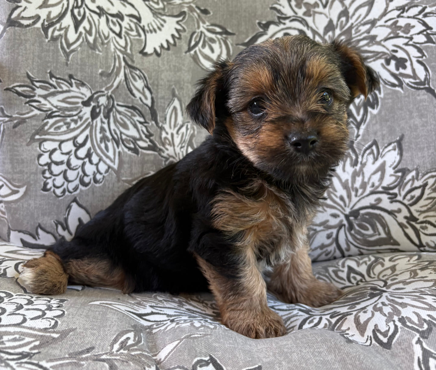 Female yorkie