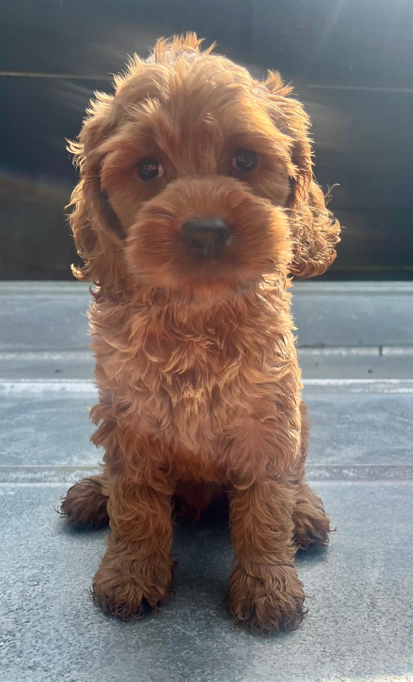 Male cockapoo (cocker spaniel/poodle)