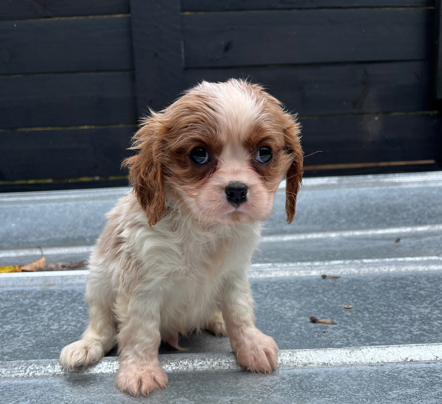 Male cavapoo (king Charles cavalier/poodle)
