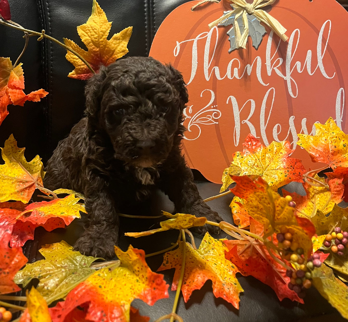 Male miniature poodle (chocolate)