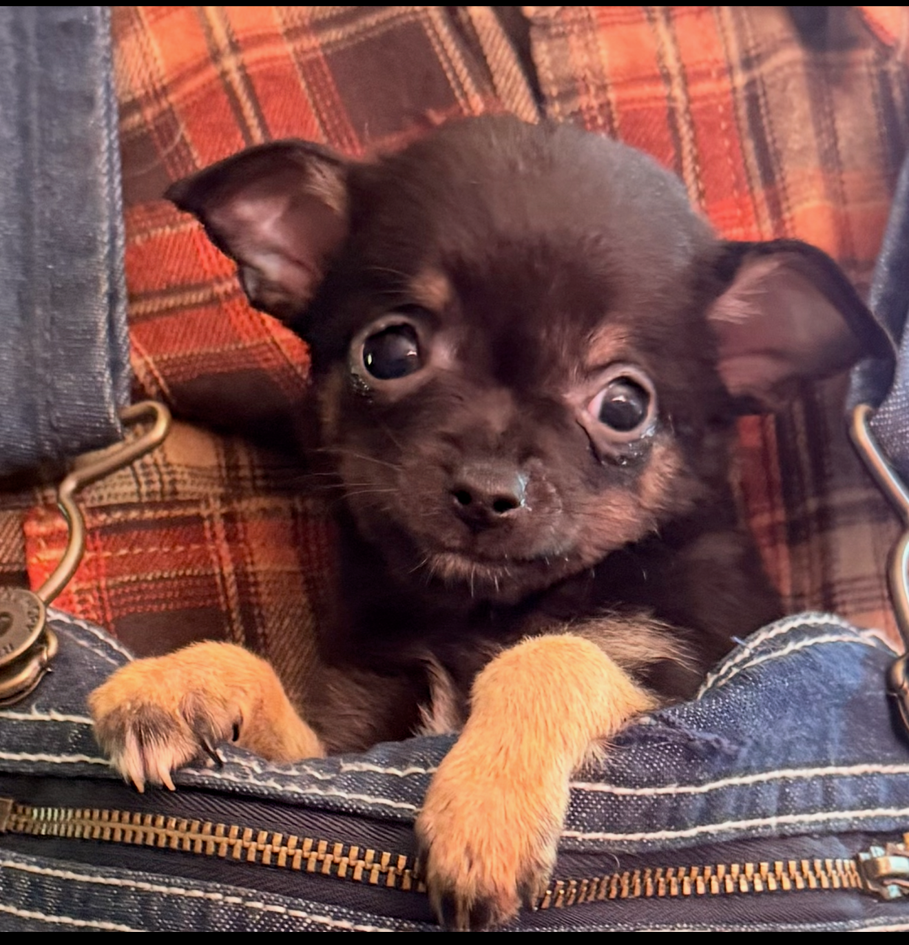 Female Tcup chihuahua