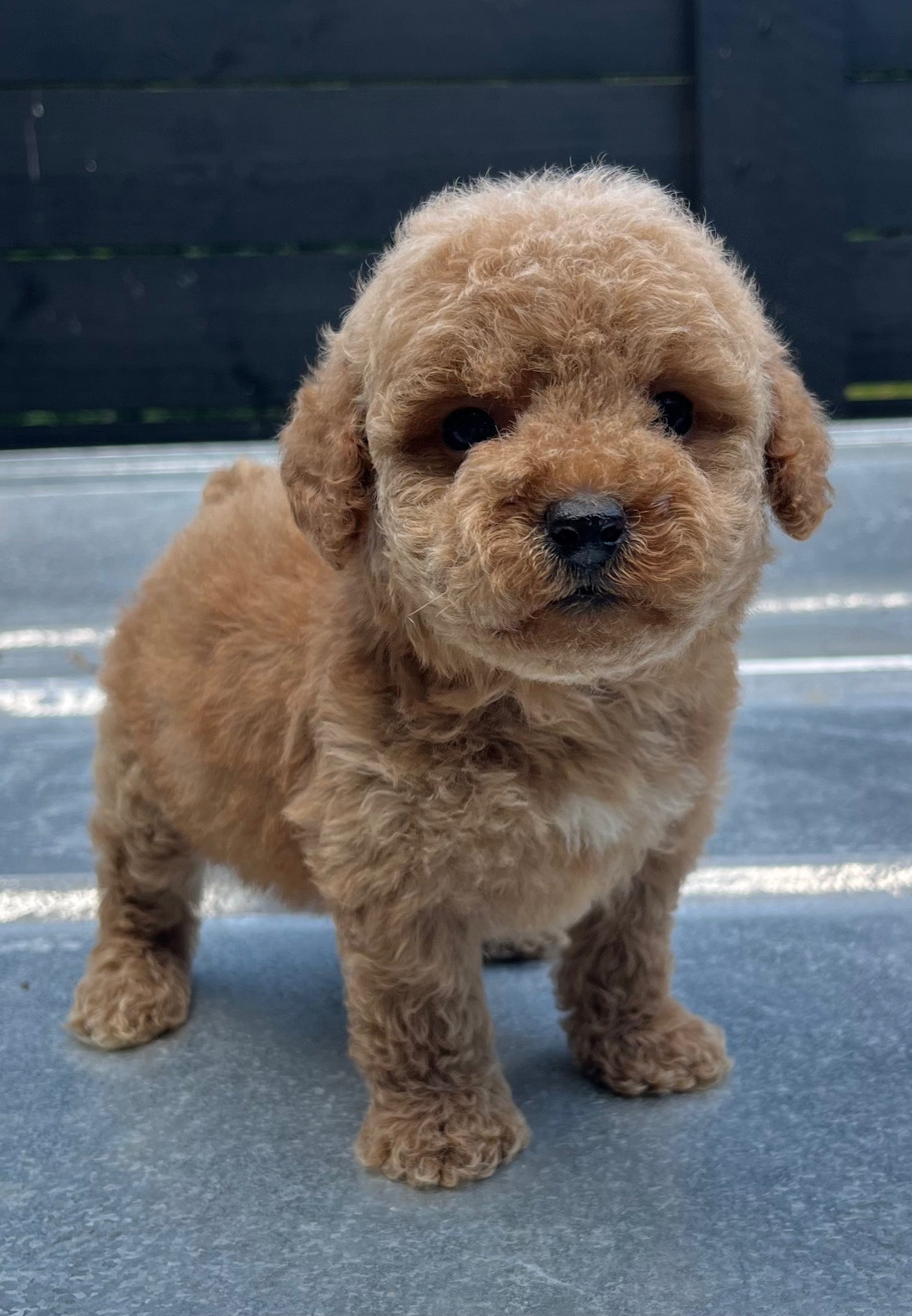 Female miniature poodle