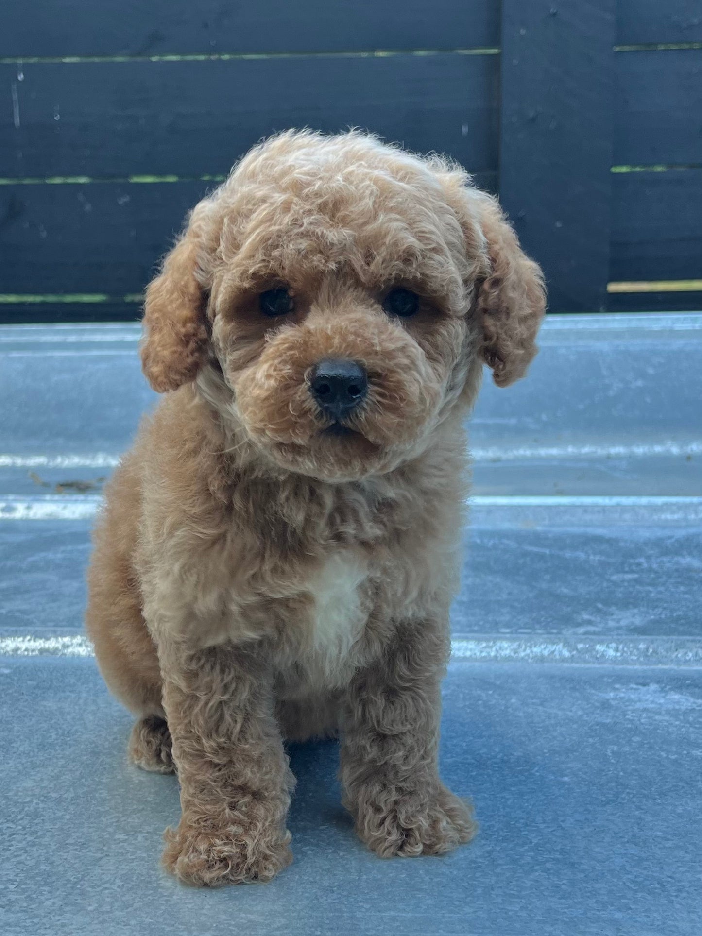 Female miniature poodle