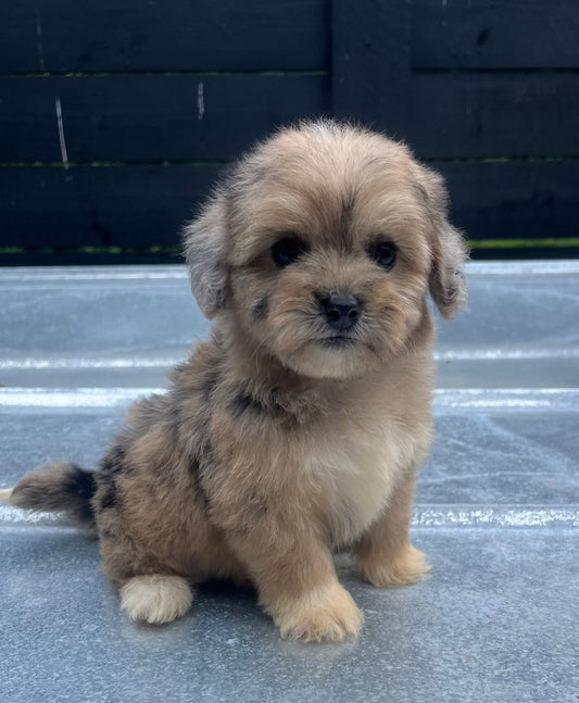 Female Merle havapoo (Havanese/poodle)
