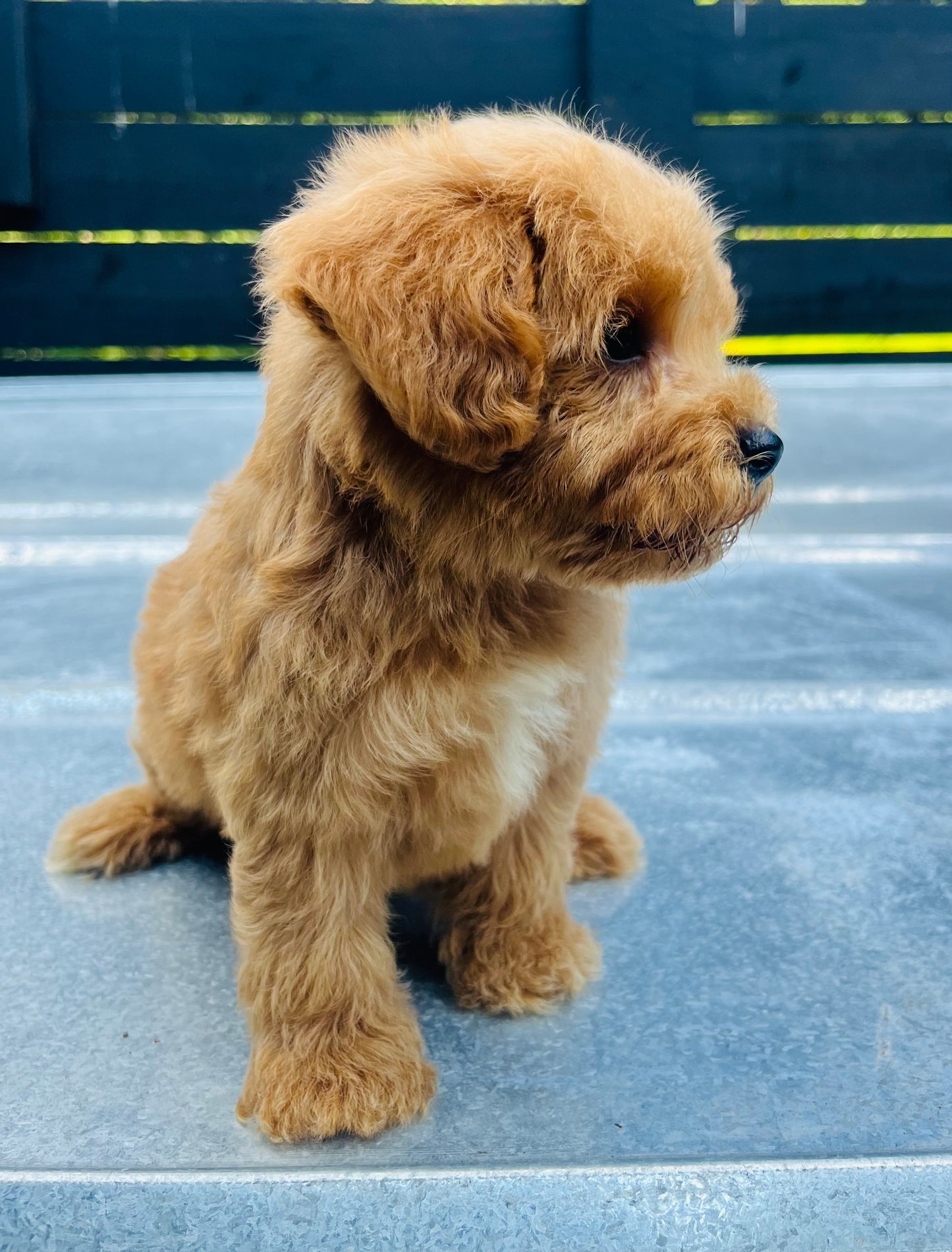 Male schnoodle (schnauzer/poodle)