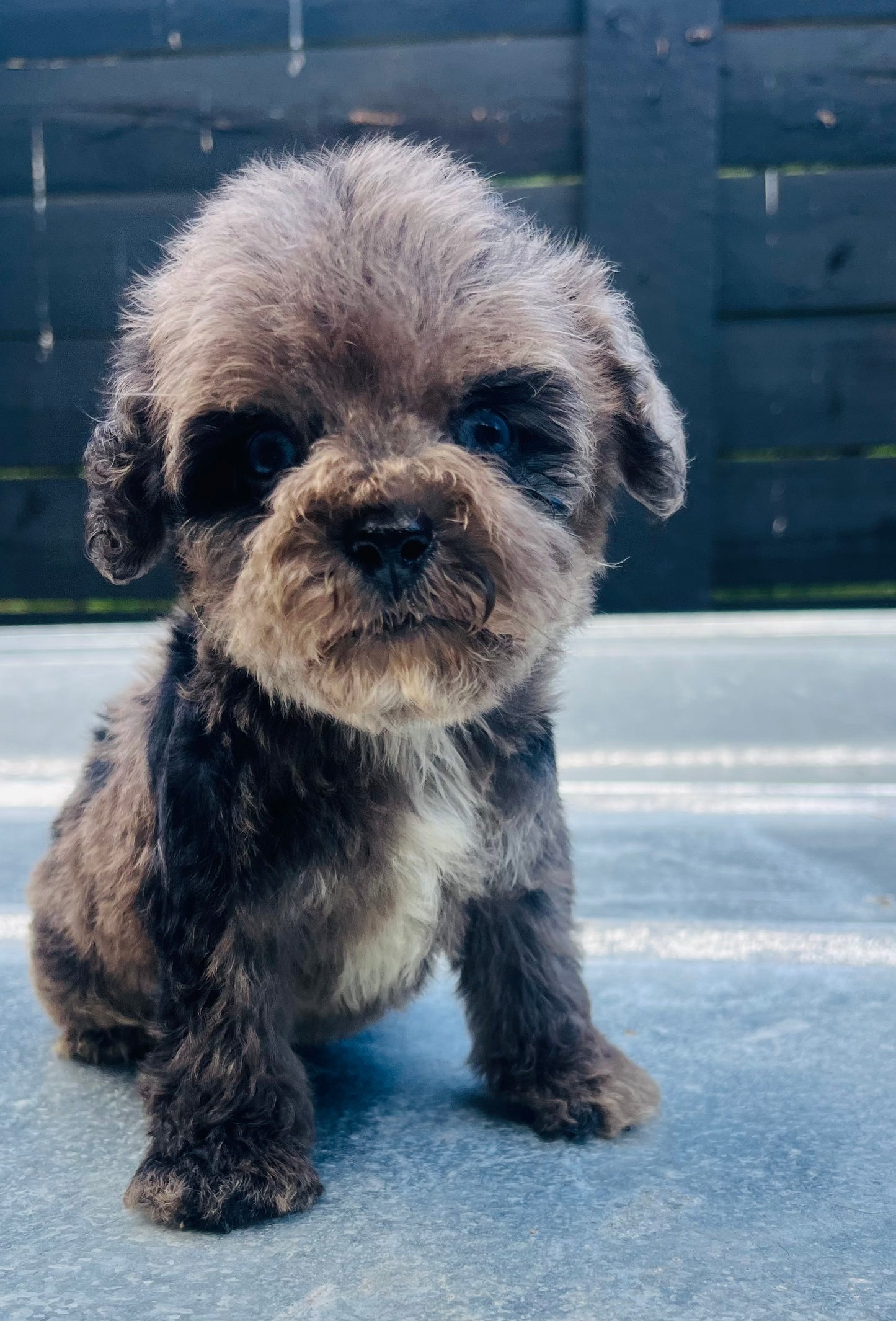 Male schnoodle (schnauzer/poodle) double blue eyes
