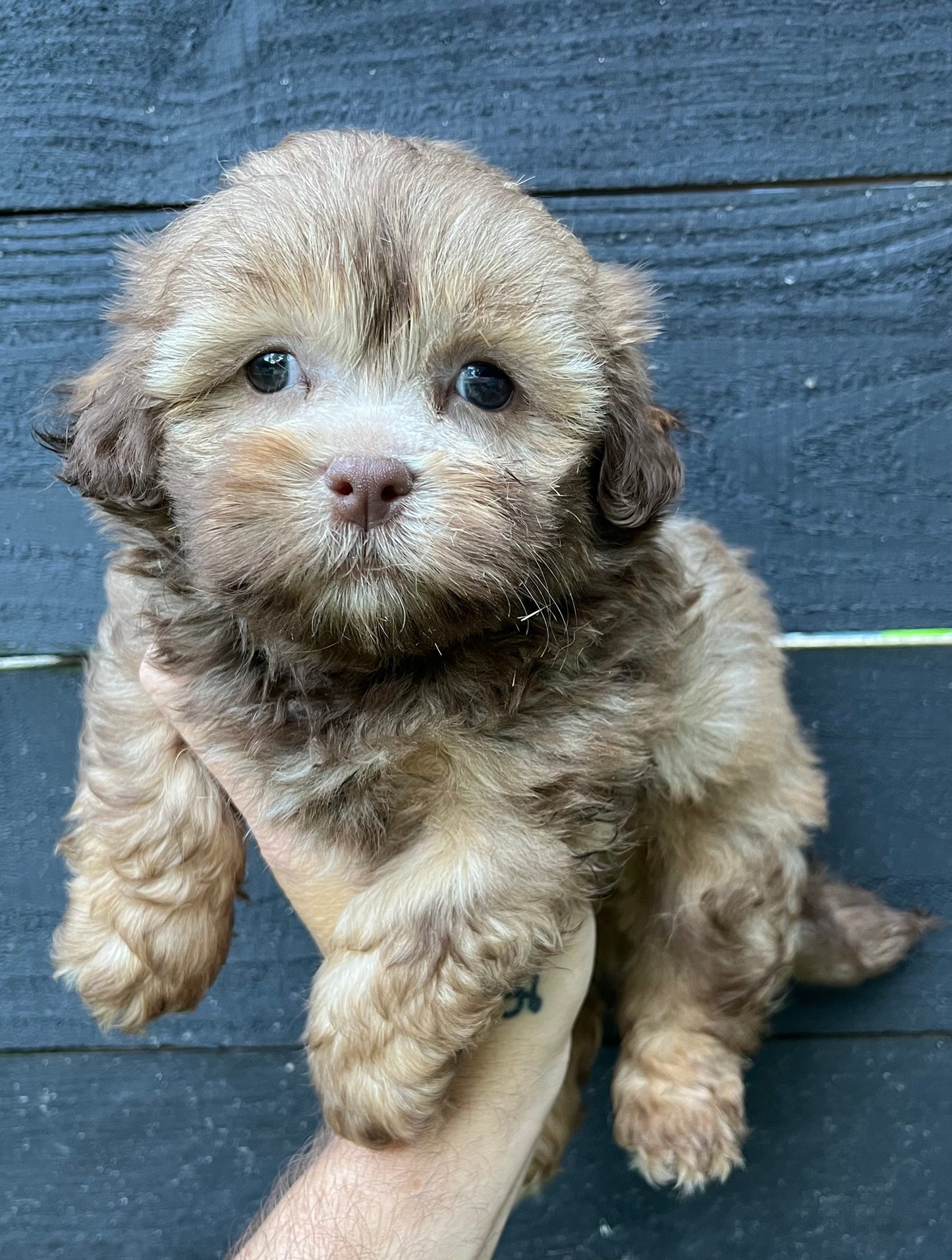 Male shih poo (Shih Tzu/poodle)