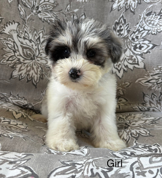 Female miniature schnauzer