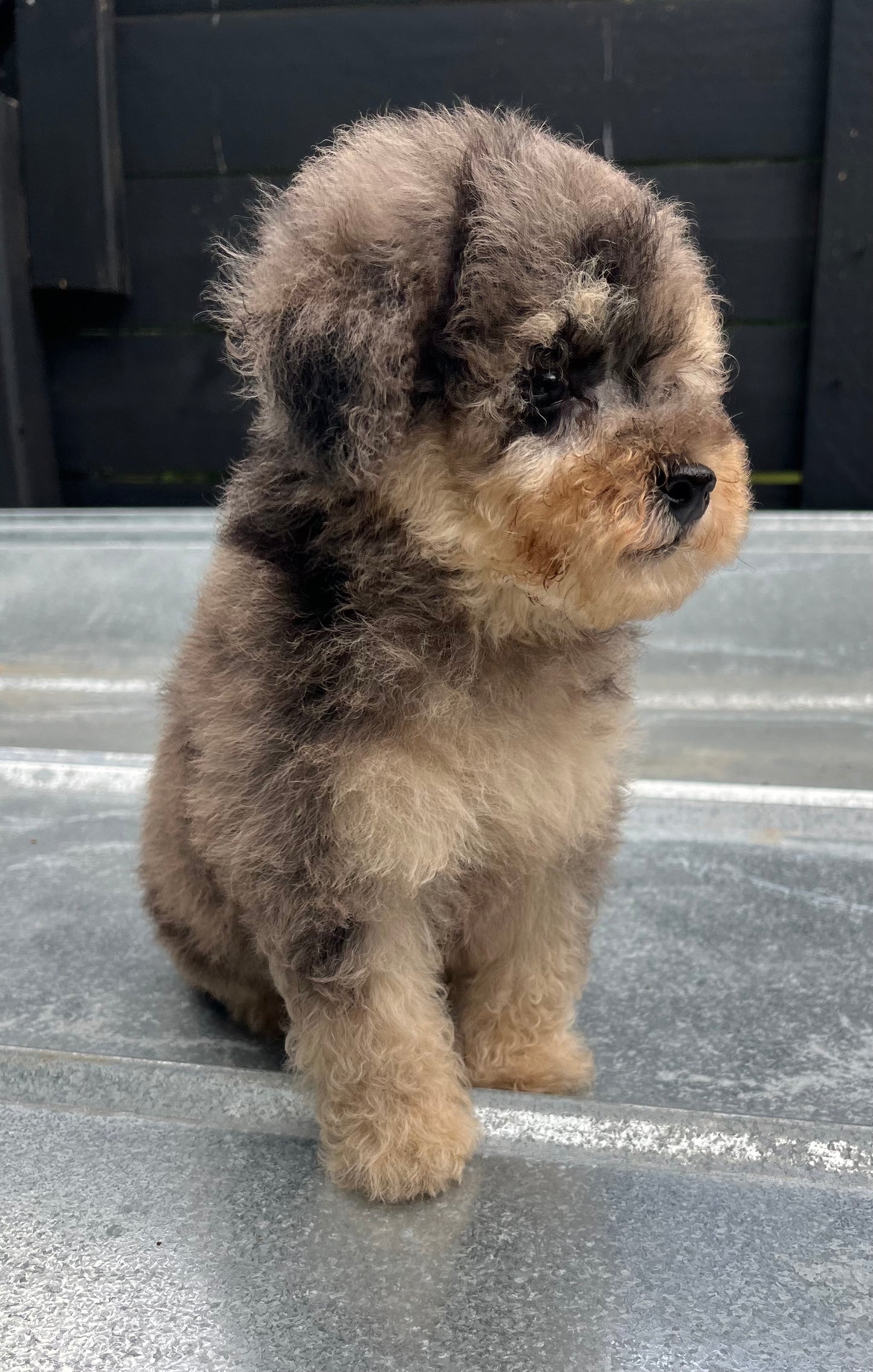 Blue Merle phantom toy poodle male
