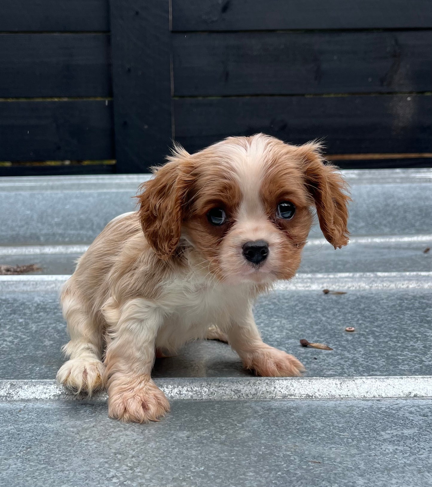 Male cavapoo (King Charles cavalier/poodle)