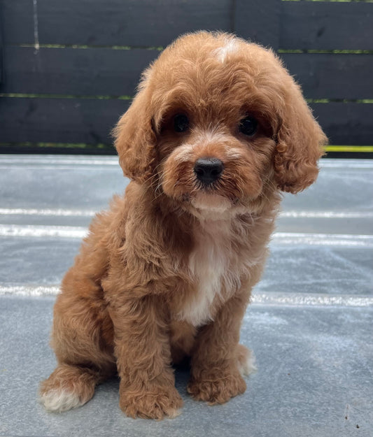 Female cavapoo (King Charles cavalier/poodle)