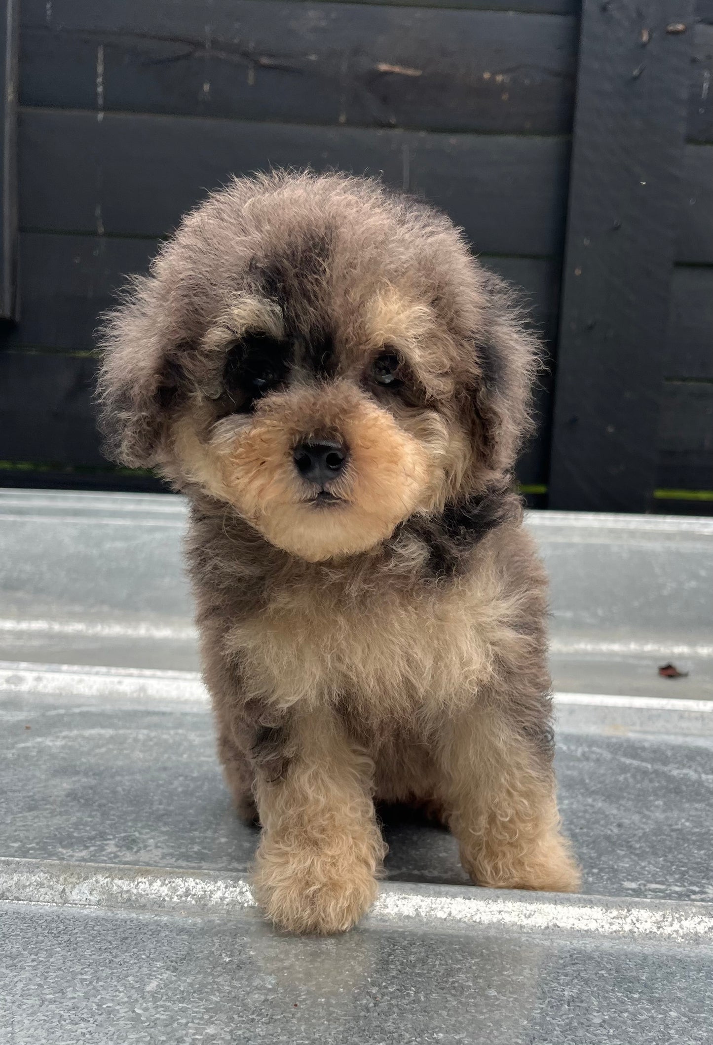 Blue Merle phantom toy poodle male