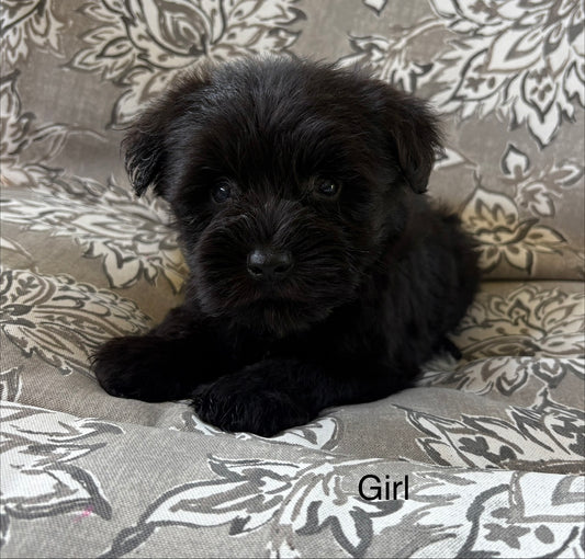 Female miniature schnauzer