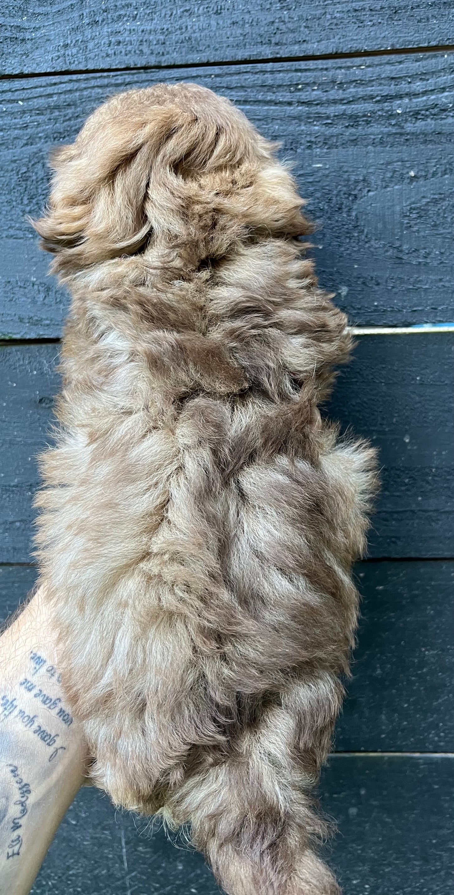 Male shih poo (Shih Tzu/poodle)