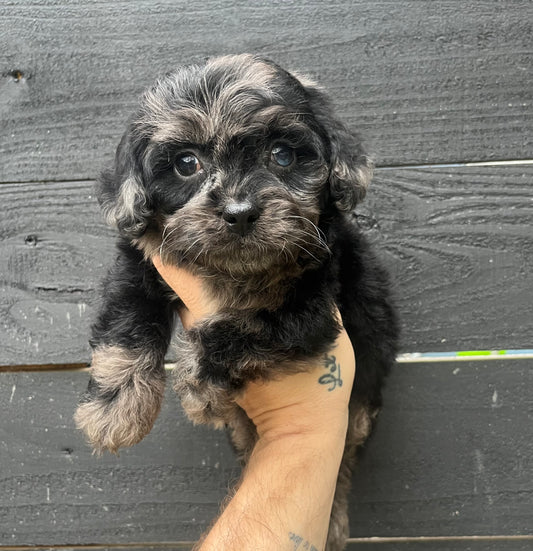 Male Merle cockapoo (cocker spaniel/poodle)