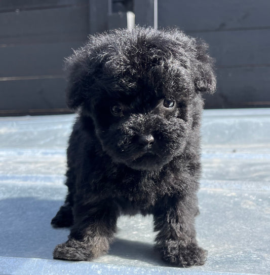 Female schnoodle (schnauzer/poodle)