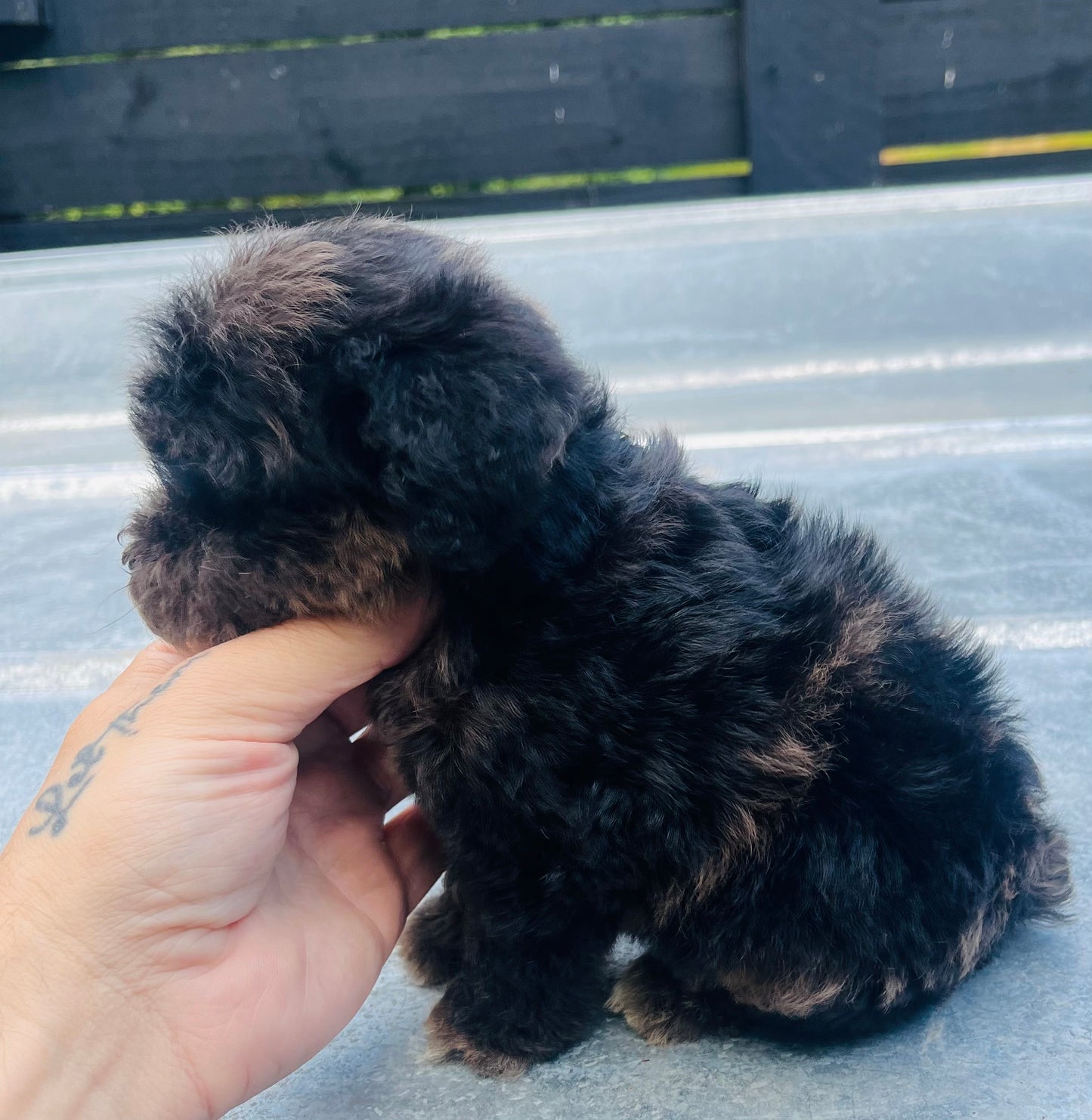 Male schnoodle (schnauzer/poodle)