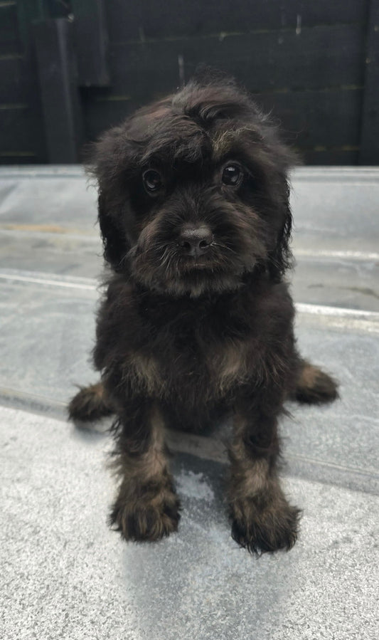 Female cavapoo (King Charles cavalier/poodle)