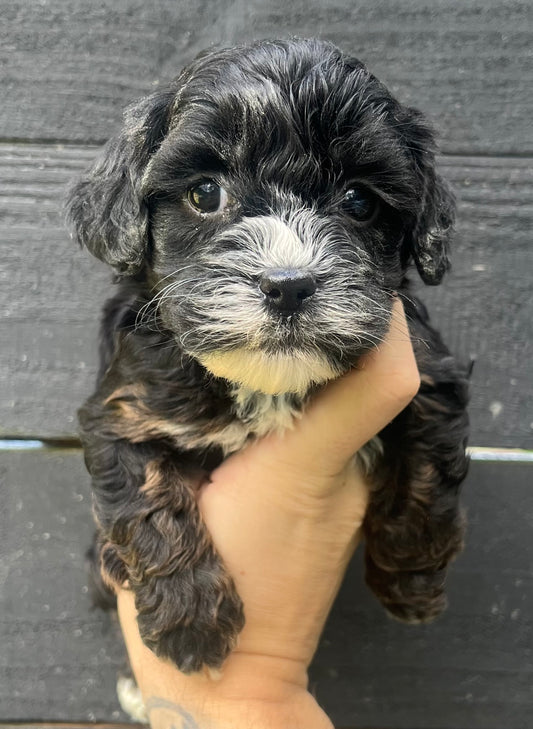 Female cavapoo (king Charles cavalier/poodle)