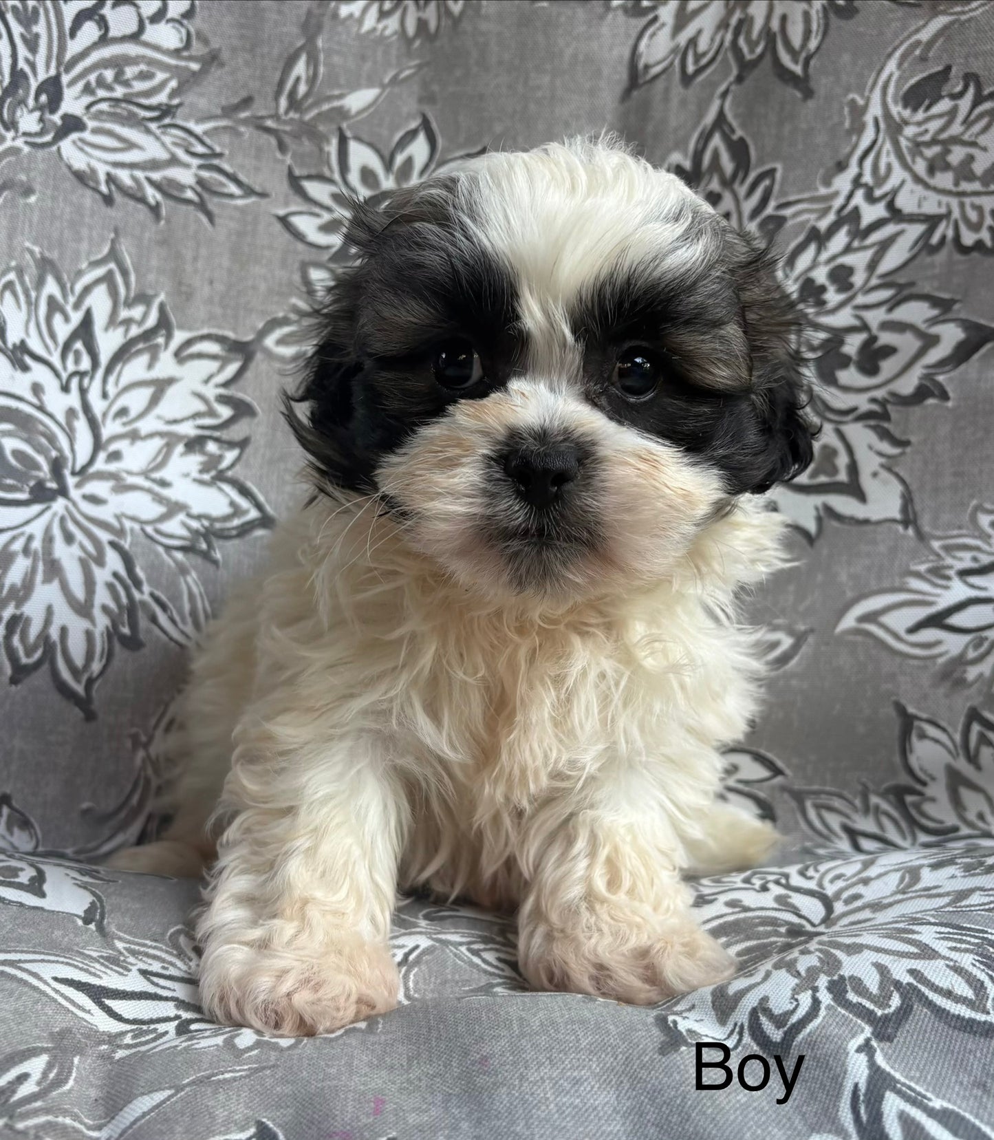 Male teddy bear (Shih Tzu/bichon)