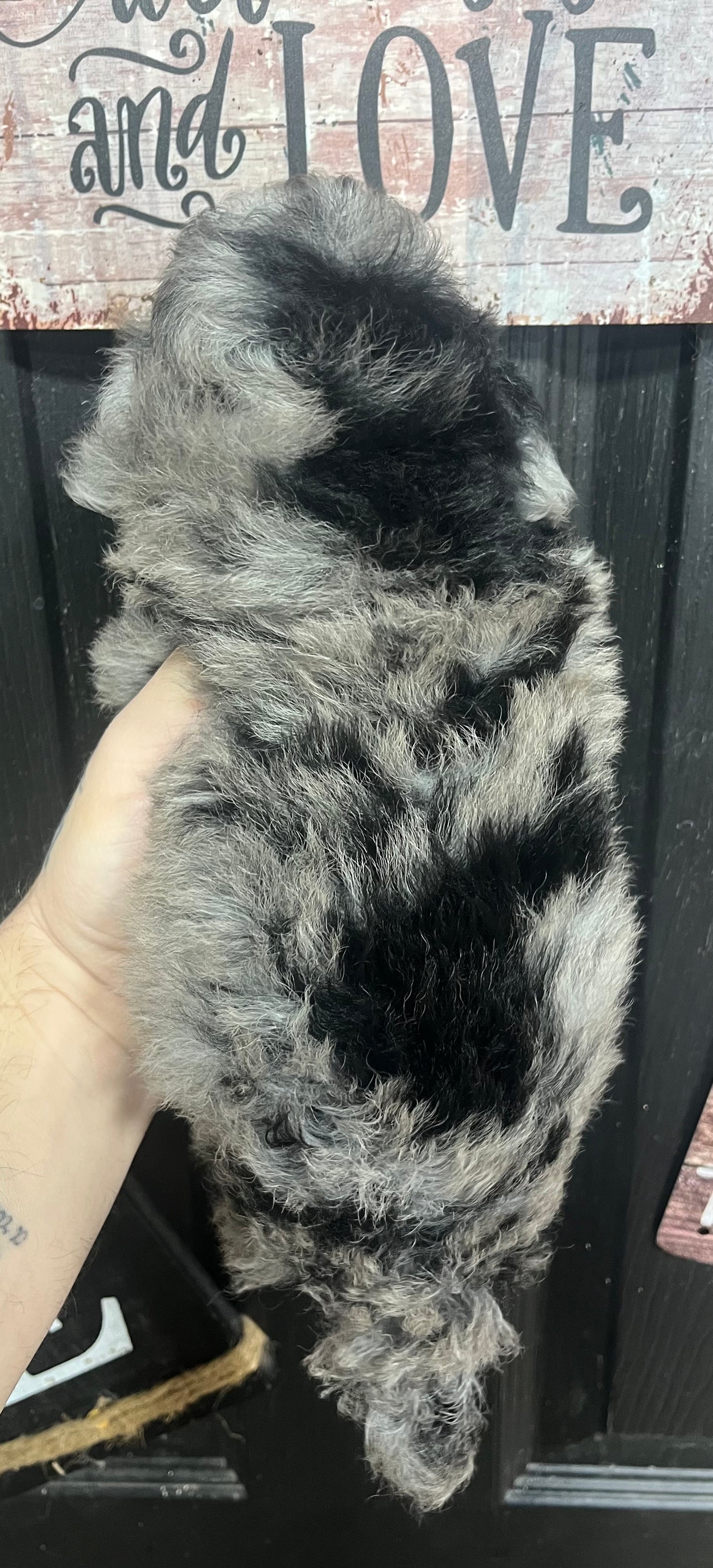 Female blue Merle toy poodle